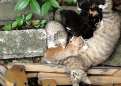 ノラ一家の昼下がり