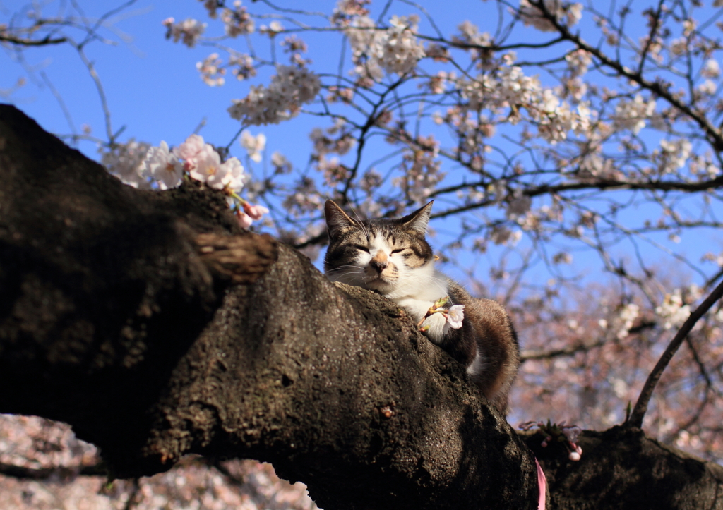 桜を愛でる