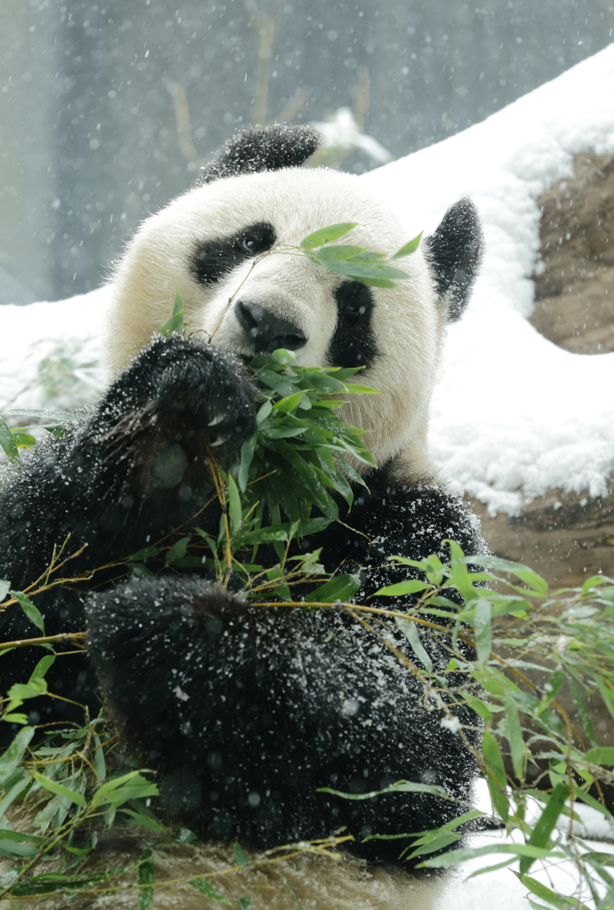 雪見笹