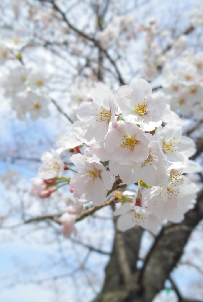 春空に