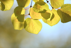 紅の萌芽