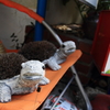 インタビュー