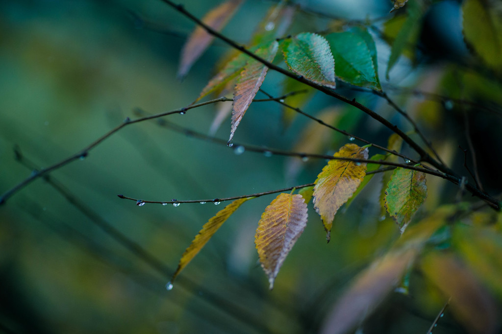 雨天につき。