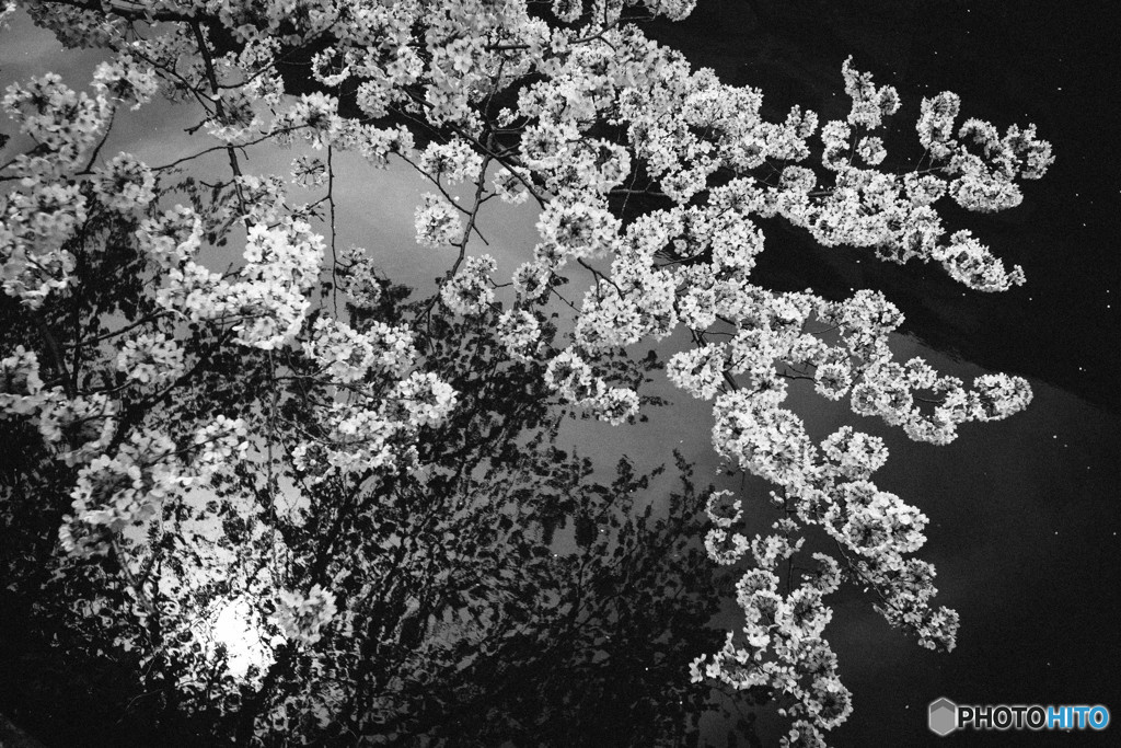 目黒の桜