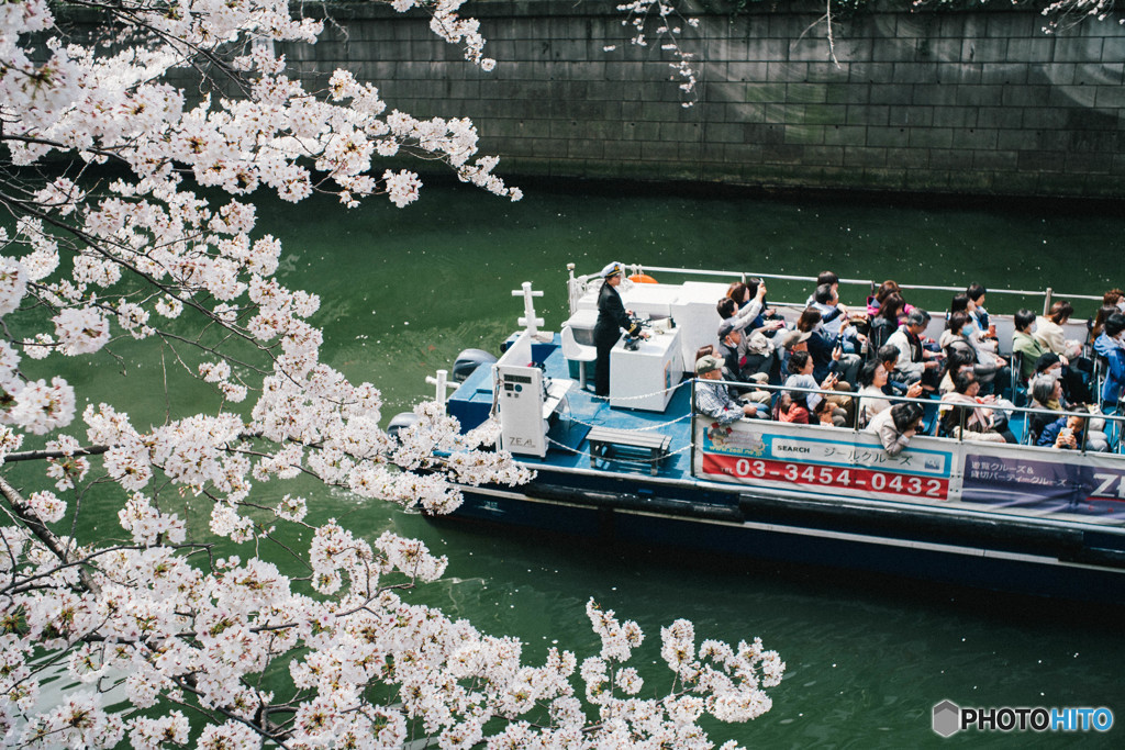 我が街の桜