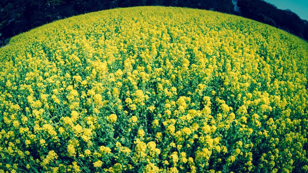 花平線