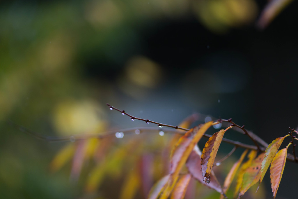 雨にぬれる