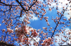 寒桜と空