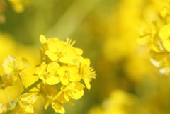 菜の花だより