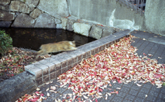 秋またぎ