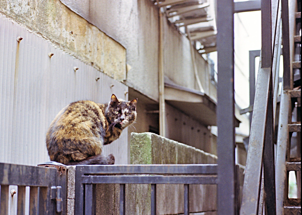 路地裏のキミ