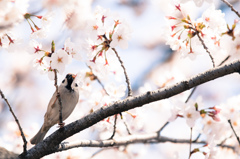 桜の恵み