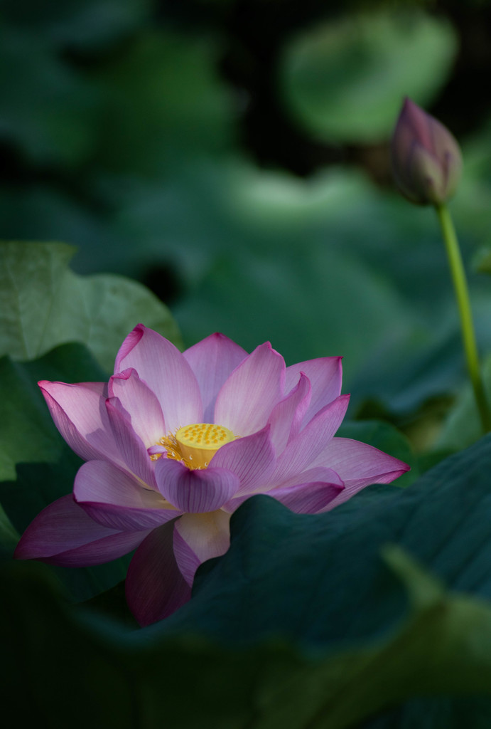 夏の朝