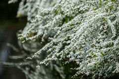 春の雪