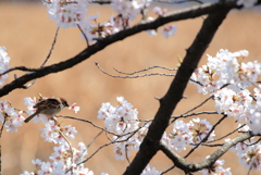 はるつむとり