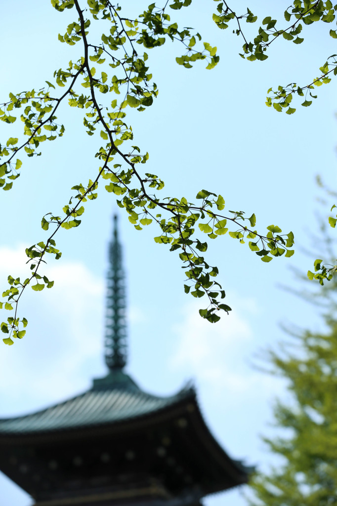 新緑のリズム　②
