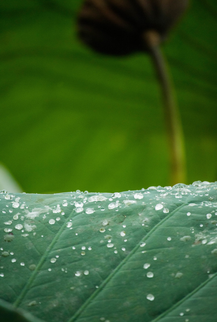 雨あがり