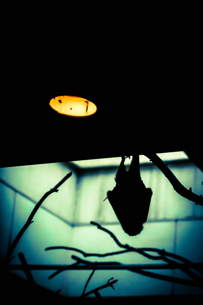 MANBAT