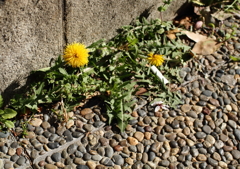 花がサクのは