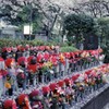 桜の下で