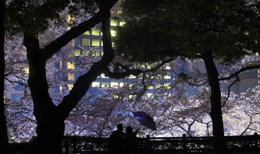 雨の日のお花見