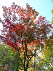 赤く紅葉した木