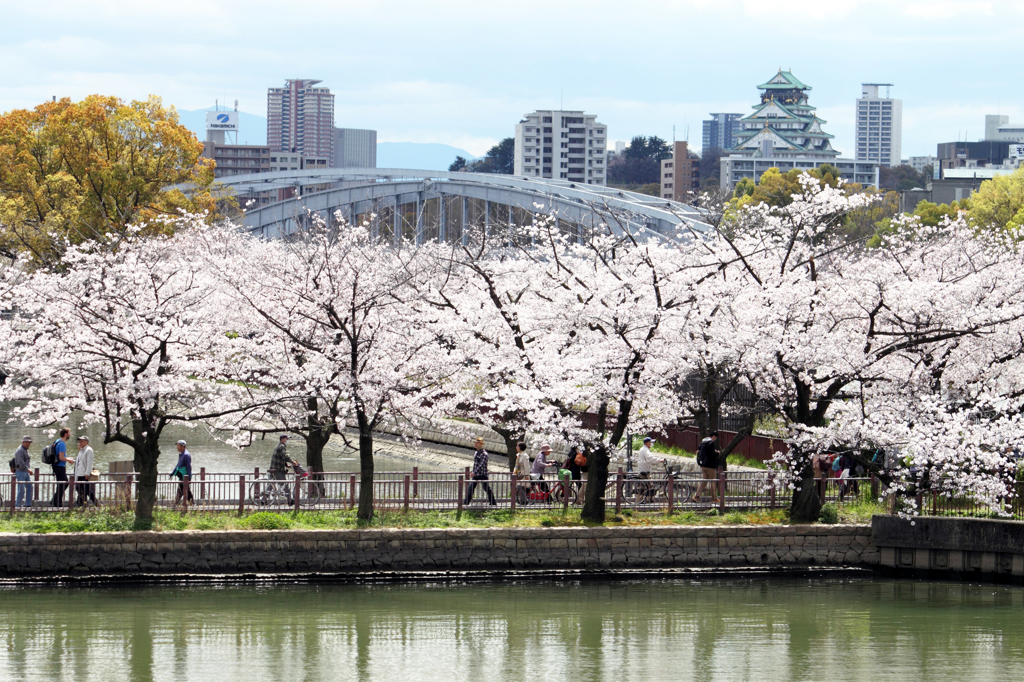 桜道