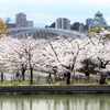 桜道