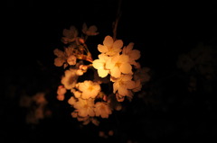 夜桜