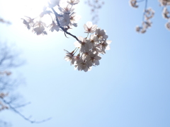 さくら