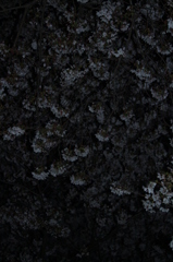 夜桜
