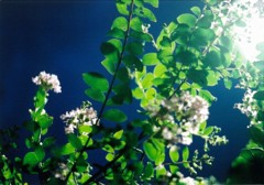 夜