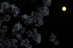 夜桜