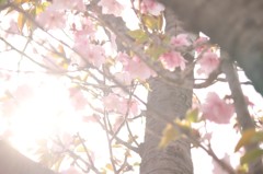 桜
