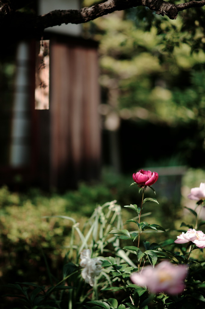 DSC02468_DxO