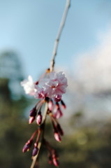 DSC01512_DxO
