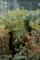 DSC03555_DxO