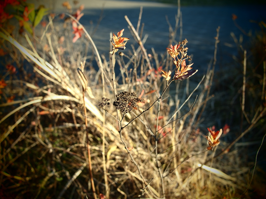 P1107790_2