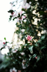 DSC02894_DxO