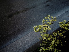 P7077512_DxO_1