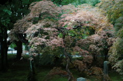 SDIM0503_DxO