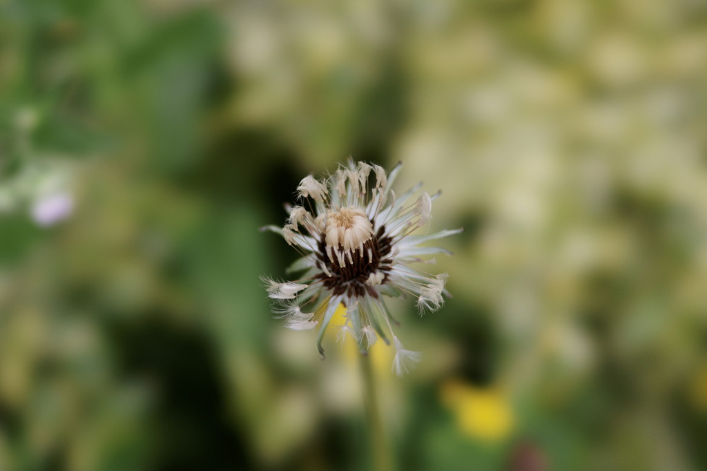 DSC02302_DxO_1
