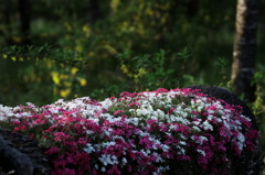 DSC01913_DxO