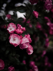 P5267342_DxO