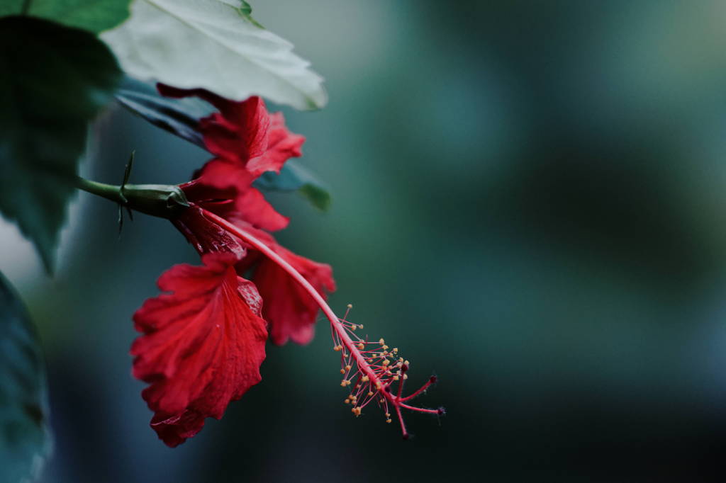 DSC02133_DxO