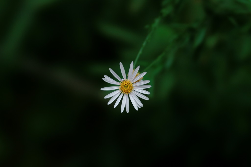 DSC03109_DxO