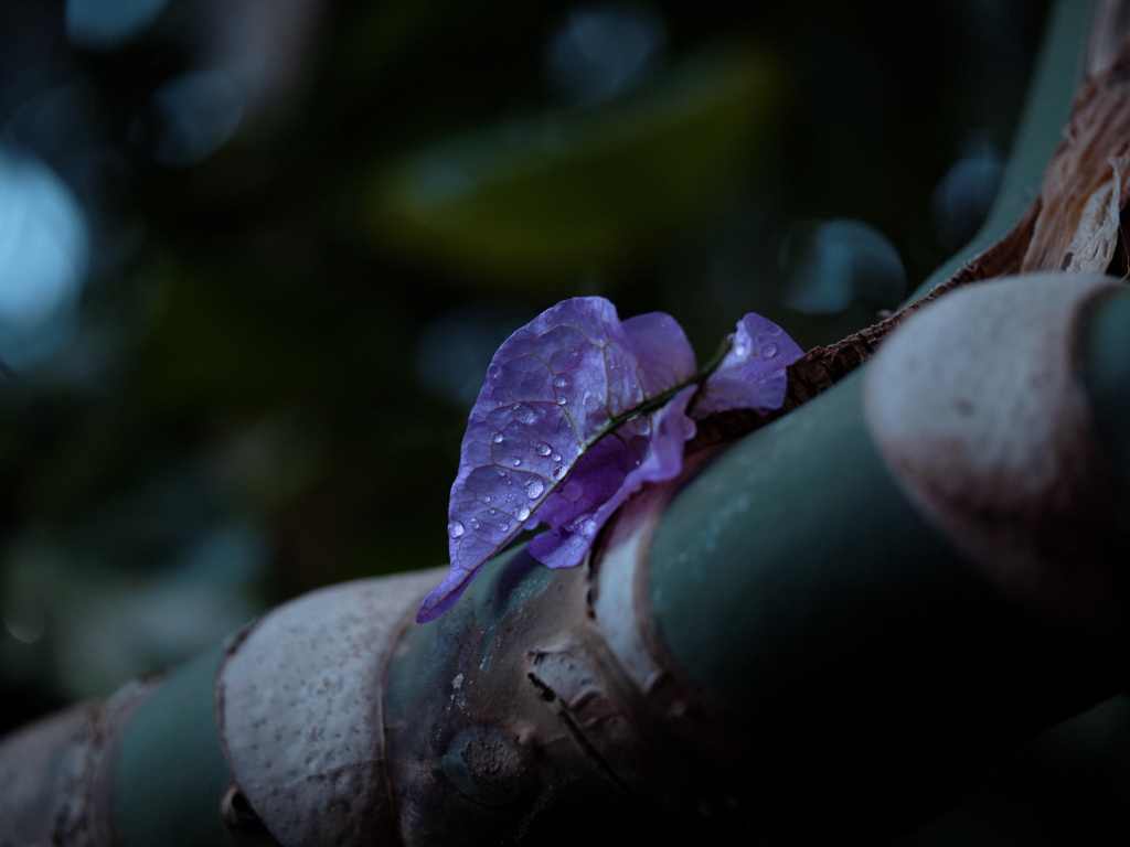 P5027136_DxO