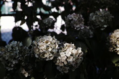 SDIM0367_DxO