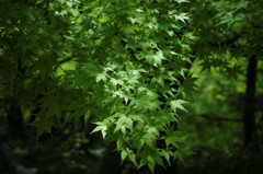 SDIM0518_DxO