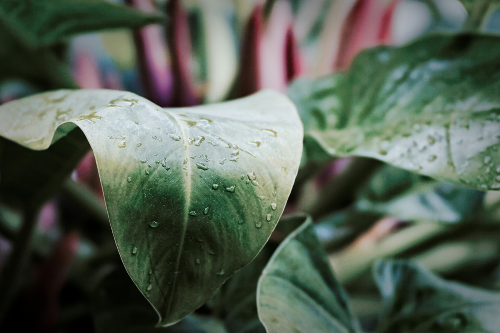 DSC01084_DxO